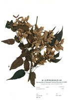 藏品(尖葉槭)的圖片